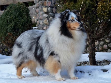 Art Felicity Harrison Ford